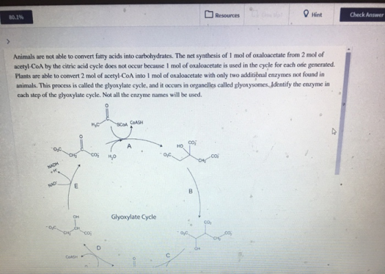 80.1% Resources Hint Check Answer Animals are not able to convert fatty acids into carbohydrates. The net synthesis of 1 mol