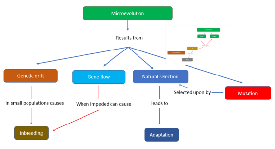 Microevolution Results from Genetic drift Gene flow Natural selection Selected upon by Mutation In small populations causes W