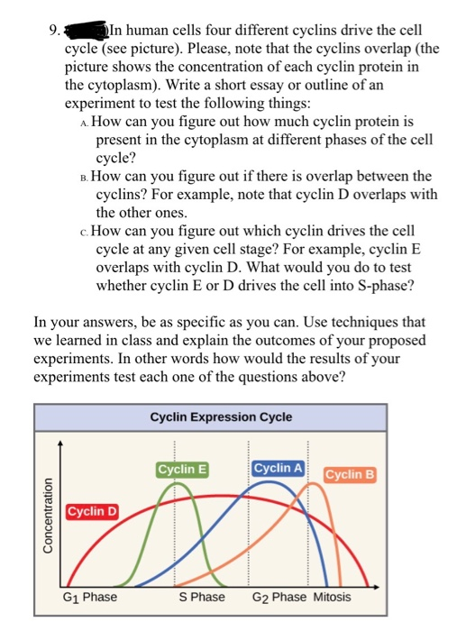 9. In human cells four different cyclins drive the cell cycle (see picture). Please, note that the cyclins overlap (the pictu
