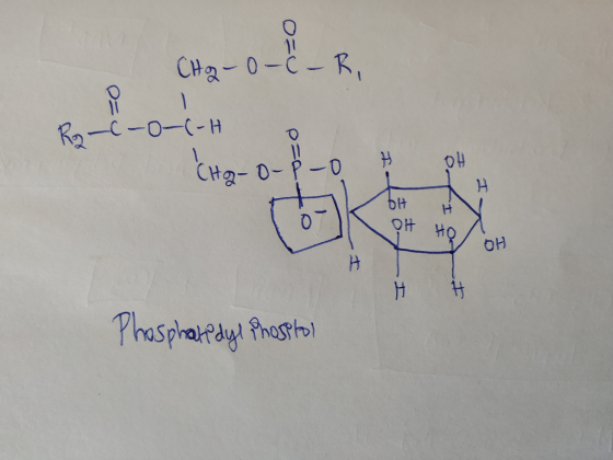 CH - 0 - ou pre R2-C-0-0-H H 04 (Ho-O-P-0 H DA O OH OH Hol OH Phosphatidyl hosstol