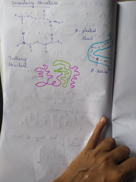 Secondary structure & Wor H ß- pleated to Nut it to HAT H Sheet M wc-o -c-on-4 0 - Tertiary structure. w- a-helix DON