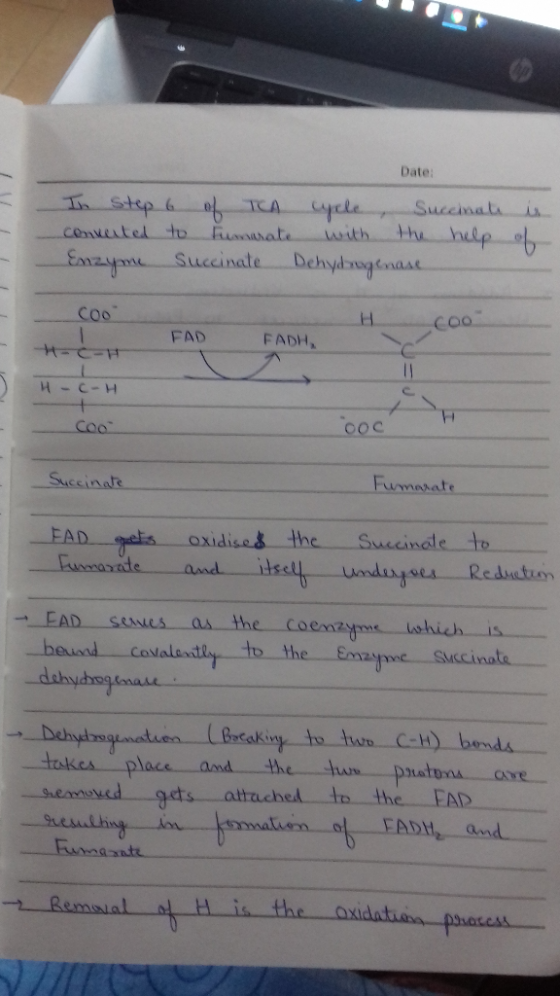 In step 6 of TCA converted to humarate Enzyme succinate Date: cycle, Succinate with the help Dehydrogenase is of H cool FAD F