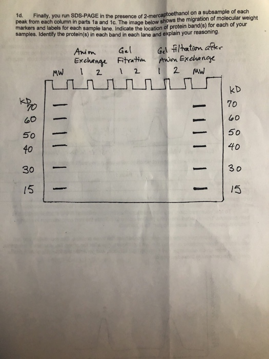 urun SDS-PAGE in the presence of 2-mercaptoethanol on a subsample of each peak from each column in parts 1a and 1c. The image