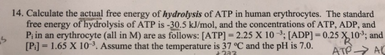 14. Calculate the actual free energy of hydrolysis of ATP in human erythrocytes. The standard free energy of hydrolysis of AT