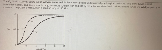 The O2 binding curves below (X and W) were measured for both hemoglobins under normal physiological conditions. One of the cu