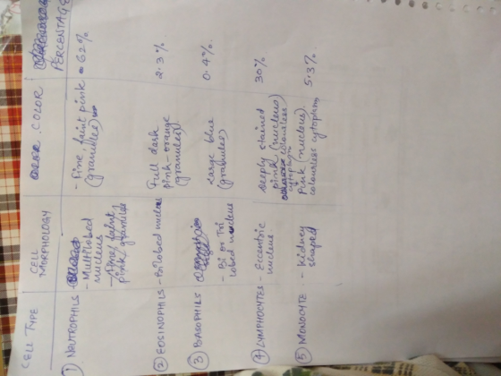 CELL下PE CeLL MORPHOLOGY Mutt?lo bed 3)らAsoPHILS ! tobed wadeu lo ub5 3