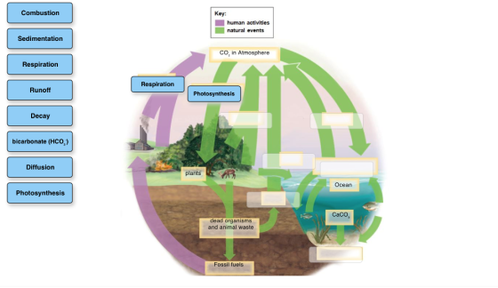 Combustion Key: human activities natural events Sedimentation Co, in Atmosphere Respiration Respiration Runoff Photosynthesis