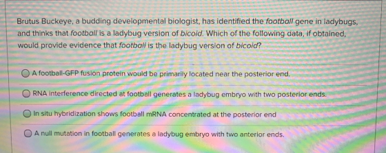 Brutus Buckeye, a budding developmental biologist, has identified the football gene in ladybugs, and thinks that football is