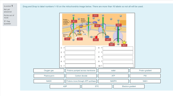 Question 1 Drag and Drop to label numbers 1-10 on the mitochondria image below. There are more than 10 labels so not all will