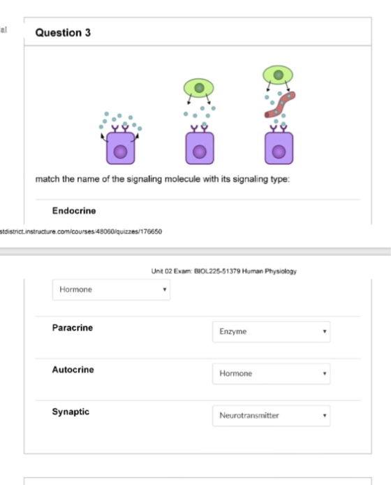 a Question 3 리 match the name of the signaling molecule with its signaling type: Endocrine stdistrict.instructure.com/courses 48060/quizzes/176650 Unit 02 Exam: BIOL225-51379 Human Physiology Hormone Paracrine Enzyme Autocrine Hormone Synaptic Neurotransmitter