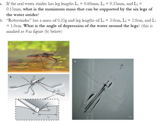 . If the real water strider has leg lengths L0.60mm, L20.35mm, and L3 0.15mm, what is the maximum mass that can be supported by the six legs of the water strider? b. R f L-3.0cm, L2 2.0cm, and L obostrider has a mass of 0.35g and leg lengths o 1.0cm. What is the angle of depression of the water around the legs? (this is marked as θ in figure (b) below) Ly