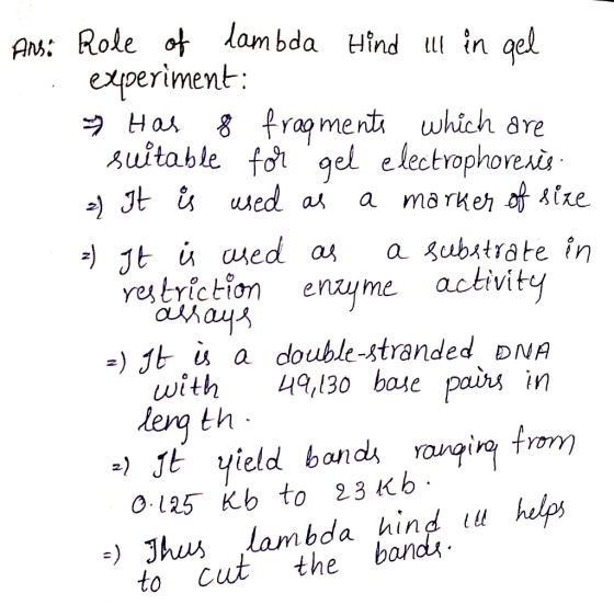 Arsi Role of dambda Hind u in gel experiment: Has 8 fragments which are suitable for gel electrophoresis: 2) It is used as a