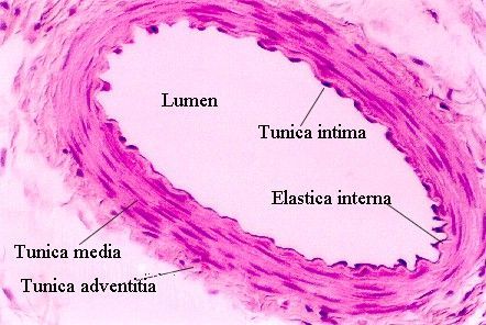 Lumen Tunica intima Elastica intern Tunica media 1 unica adventitia
