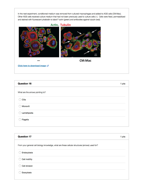 In the next experiment, conditioned medium was removed from cultured macrophages and added to AGS cells (CM:Mac). Other AGS cells received culture medium that had not been previously used to culture cells ㈠. Cells were fixed, permeabilized and stained with fluorescent phalloidin to label F-actin (green) and antibodies against tubulin (red). Actin, Tubulin 10, CM:Mac Click here to download image Question 16 1 pts What are the arrows pointing to? Cilia Microvilli OLamellipodia O Flagella Question 17 1 pts From your general cell biology knowledge, what are these cellular structures (arrows) used for? Endocytosis Cell motility Cell division Exocytosis