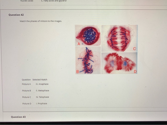 Nuceic acids Patty acios ana gycero Question 42 Match the phases of mitosis to the images Question Selected Match Picture A .