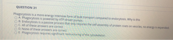 QUESTION 31 Phagocytosis is a more energy intensive form of bulk transport compared to endocytosis. Why is this A phagocytosi