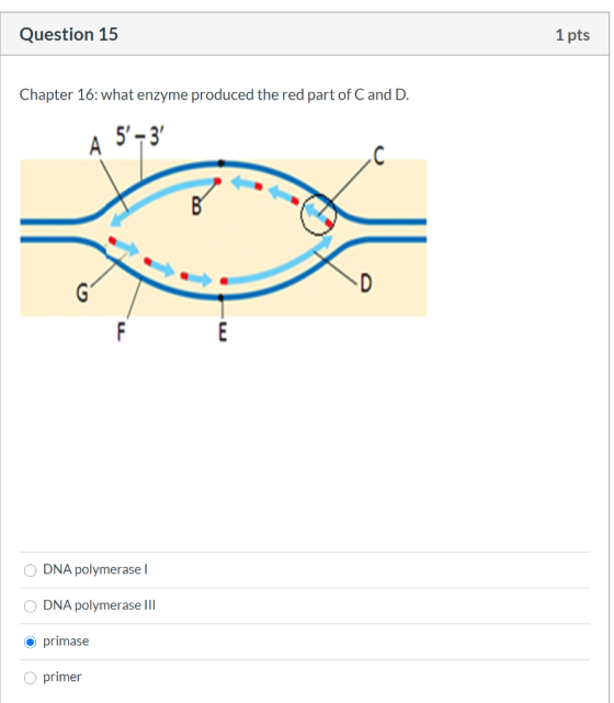 Question 15 1 pts Chapter 16: what enzyme produced the red part of C and D. A 5-3 С B G D E O DNA polymerasel ODNA polymera