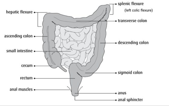 splenic flexure (left colic flexure) hepatic flexure transverse colon ascending colon . descending colon small intestine. cec