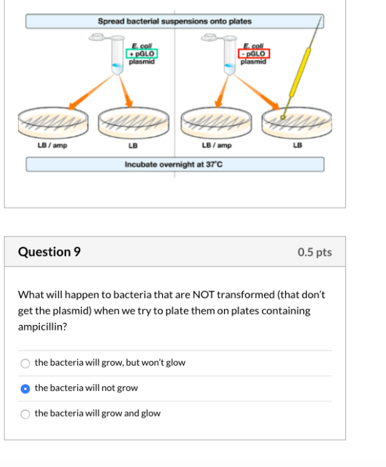 Spread bacterial suspensions onto plates E. coli + PGLO plasmid E.coli - PGLO plasmid LB / amp LB LB / amp Incubate overnight