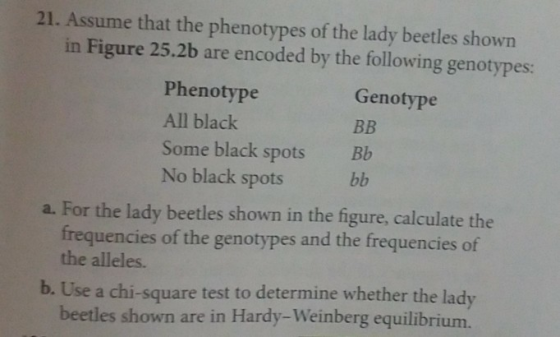 21. Assume that the phenotypes of the lady beetles shown in Figure 25.2b are encoded by the following genotypes: Phenotype All black Genotype Some black spots B No black spots a. For the lady beetles shown in the figure, calculate the frequencies of the genotypes and the frequencies of the alleles. b. Use a chi-square test to determine whether the lady beetles shown are in Hardy-Weinberg equilibrium.