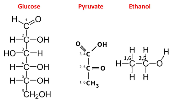 Glucose Pyruvate Ethanol Н. 1 C =0 НЕС-ОН он 3 НО-С-Н H 3, 4С Hн 1,6 2,5 НЕС-С-0 і і Hн 2,5C=0 НЕС-ОН 51 НЕС-ОН АТ. CH, OH 1