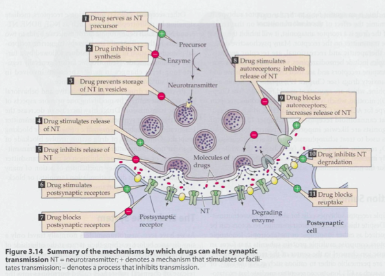 1 Drug serves as NT precursor Precursor 2 Drug inhibits NT synthesis Enzyme 8 Drug stimulates autoreceptors; inhibits release