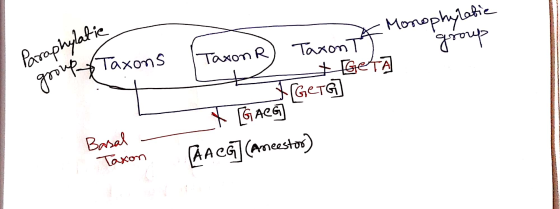 A Monophylatie To group Paraphylatic Taxon R) Taxons group eta Basal - Taxon . _* [GACS] AA CG] (Ancestor)
