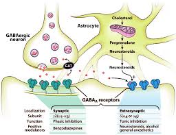 Astrocyte TV GABAergic Neeranderside Nourosteroid GABA, receptors Beradiseinat