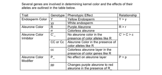 Several genes are involved in determining kernel color and the effects of their alleles are outlined in the table below. Rela