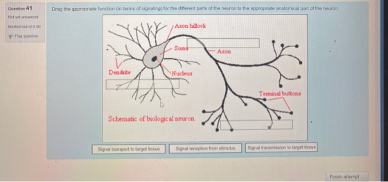 Question 41 Drag the appropriate function (in terms of signaling) for the different parts of the neuron to the appropriate an