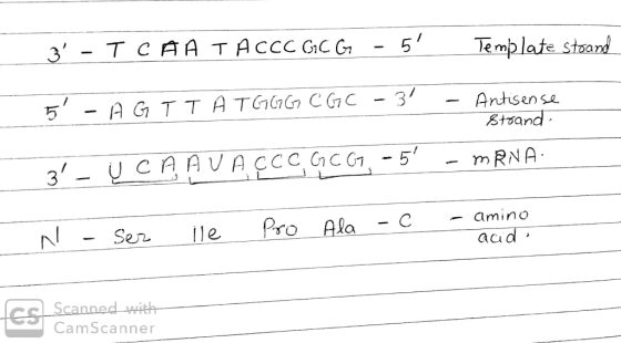 3 - TCAA TACCC GC G7 - 5 Template stoard 5 - AG TI A TG67G7 C G7C -3 - Antisense Strand 3 – Ų CAAVAÇCC, GIC G7, -5 - MR
