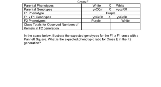 X White уусCrr White ууссRR х Purple Cross F Parental Phenotypes Parental Genotypes F1 Phenotype F1 x F1 Genotypes F2 Phenoty