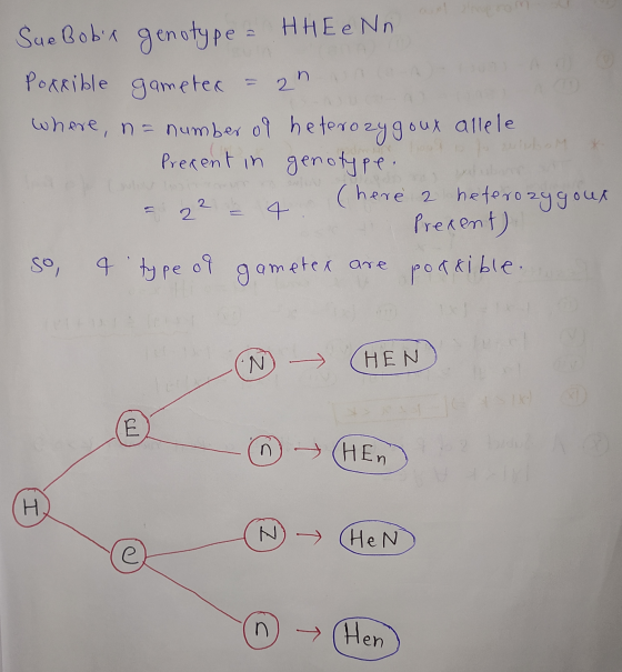 2n Sue Bobix genotype = HH E e Nn Porrible gameter where, n= number of heterozygoux allele Precent in genotype. (here 2 heter