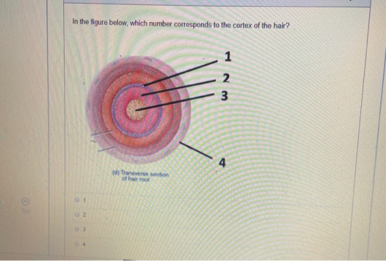 In the figure below, which number corresponds to the cortex of the hair? (d) Transverse section