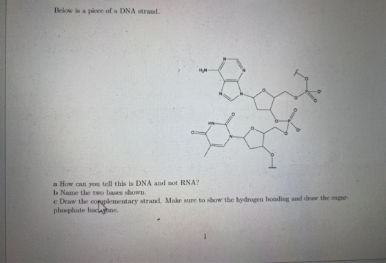 Below is a piece of a DNA strand. a How can you tell this is DNA and not RNA? b Name the two bases shown. e Draw the coroplem