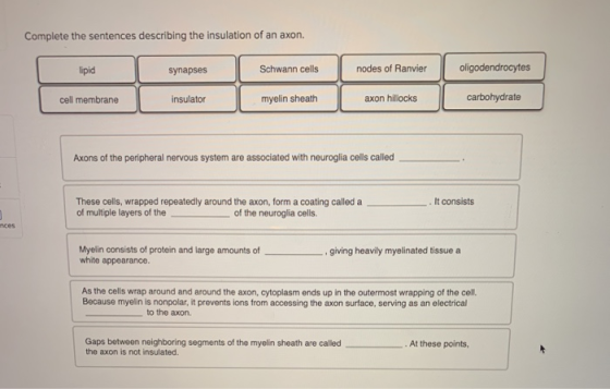 Complete the sentences describing the insulation of an axon. lipid synapses Schwann cells nodes of Ranvier oligodendrocytes c