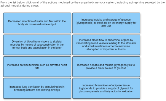 From the list below, click on all of the actions mediated by the sympathetic nervous system, including epinephrine secreted b