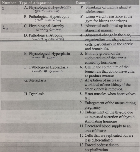 Number Type of Adaptation Example A. Physiological Hypertrophy. Shrinkage of thymus gland at B. Pathological Hypertrophy 2. U