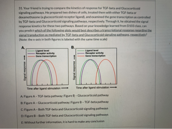 31. Your friend is trying to compare the kinetics of response for TGF-beta and Glucocorticoid signaling pathways. He prepared