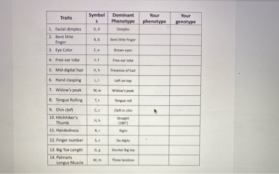 Traits Symbol Dominant S Phenotype Dd Dimples Your phenotype Your genotype 1. Facial dimples Bent little finger 2. Bent littl