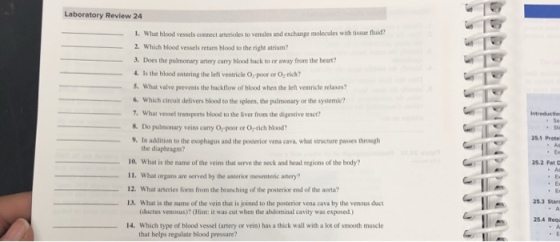 Laboratory Review 24 1. What blood vessels connect arterioles to venules and exchange molecules with tissue fluid? t Which 3. Does the pulmonary artery carry blood back to or away from the heart? 4. Is the blood entering the left ventricle Opoor or Oy rich? What valve prevents the backflow of blood when the left veatricle relaxes? Which circuit delivers blood to the spleen, the palmonary or the systemic? 7, What vessel transports blood to the liver from the digestive ract? & Do pulimsnay vins ary por ar i o 25.1 Prote 9. In addition to the esophagus and the posterice vena cava, what structure passes through the diaphragm? 10 What is the name of the veins that serve the neck and head regions of the body? 25.2 Fet 11. What orpins are served by the anterior meseteric atery? 12. What arteries form from the branching of the posterior end of the aorta? 2.3 Stare 13. What is the name of the vein that is joined to the posterior vena cava by the venous duct (ductus venosus)? (Hint: it was cut when the abdominal cavity was exposed.) 25.4 Req 14. Which type of blood vessel (artery or vein) has a thick wall with a lot of smooth muscle that helps regulate blood pressure?