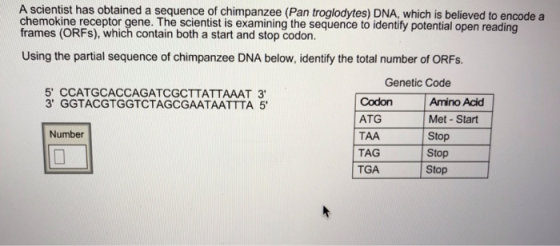 A scientist has obtained a sequence of chimpanzee (Pan troglodytes) DNA, which is believed to encode a chemokine receptor gen