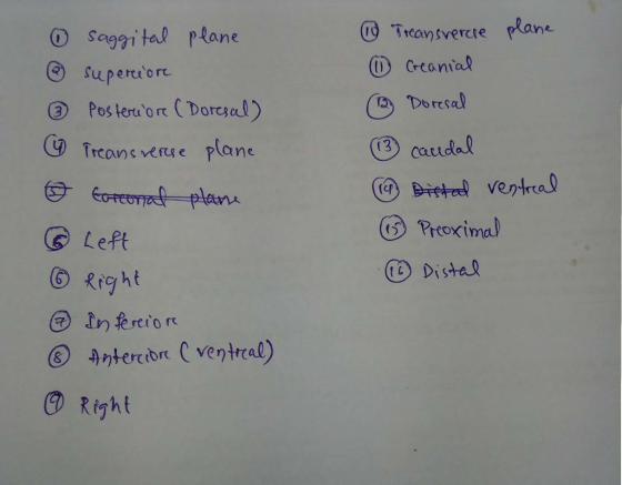 Teantvercte plane ) Creoni Rane supertiort ③ posterior (Dorc3cd) Dorrsal Treans verse plane (3 caudal Left Proximal ⑨ Right
