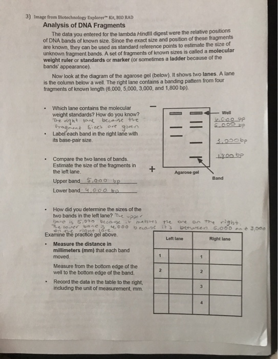 3) Image from Biotechnology Explorer Kit, BIO RAD Analysis of DNA Fragments The data you entered for the lambda Hindill diges