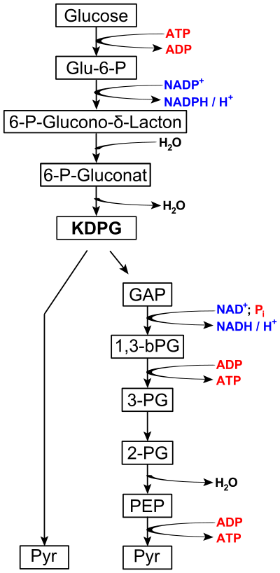 Glucose -АТР ADP Glu-6-P NADP+ - NADPH/H 6-P-Glucono-5-Lacton - H,0 6-P-Gluconat >H,0 KDPG GAP NAD; P: NADH/H 1,3-bPG ADP » А