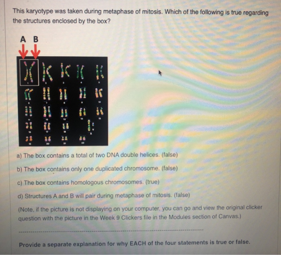 This karyotype was taken during metaphase of mitosis. Which of the folllowing is true regarding the structures enclosed by th
