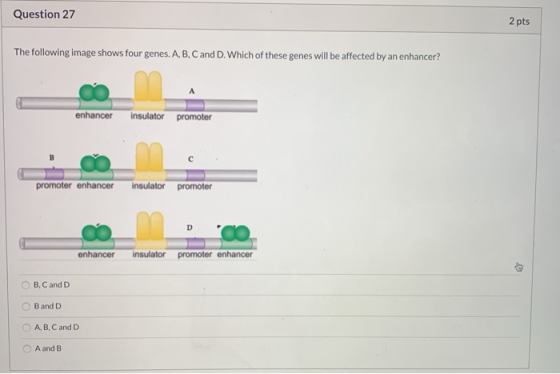 Question 27 2 pts The following image shows four genes. A, B, C and D. Which of these genes will be affected by an enhancer?