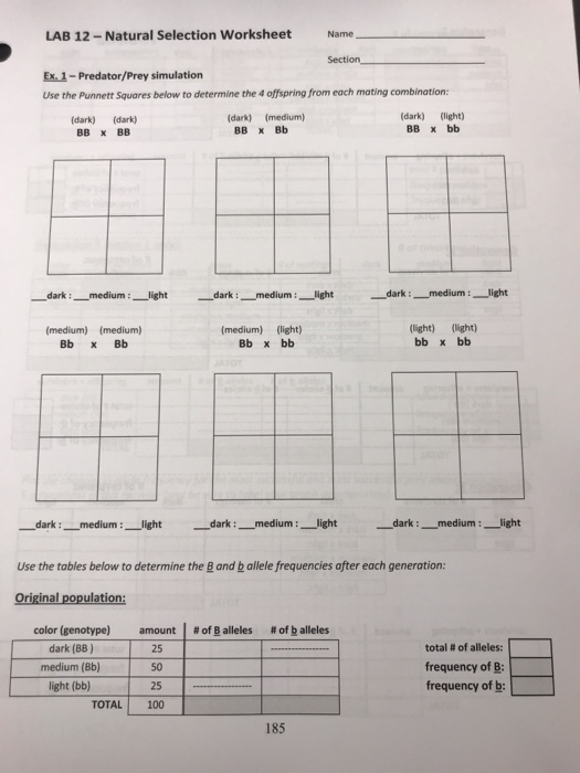 LAB 12-Natural Selection Worksheet Name Section Ex. 1-Predator/Prey simulation Use the Punnett Squares below to determine the 4 offspring from each mating combination: (dark) (dark) (dark) (medium) (dark) (light) BB x Bb ーdark : medium:-light -dark :-medium :--light -dark : medium :-light (medium) (medium) Bb x Bb (medium) (ight) Bb x bb light) (light) dark: medium:light dark:medium:light dark:medium:light Use the tables below to determine the B and b allele frequencies after each generation: Original population: color (genotype) dark (BB) medium (Bb) light (bb) amount! #Of B alleles #ofballeles 25 50 25 TOTAL 100 total # of alleles: frequency of B: frequency of b 185