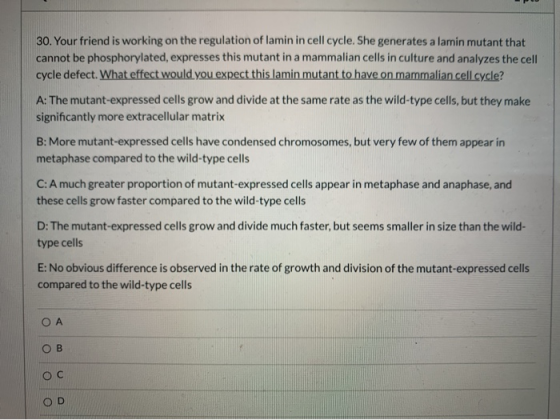 30. Your friend is working on the regulation of lamin in cell cycle. She generates a lamin mutant that cannot be phosphorylat