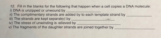 12. Fill in the blanks for the following that happen when a cell copies a DNA molecule i) DNA is unzipped or unwound by i) The complimentary strands are added by to each template strand by ii) The strands are kept separated by iv) The stress of unwinding is relieved by v) The fragments of the daughter strands are joined together by